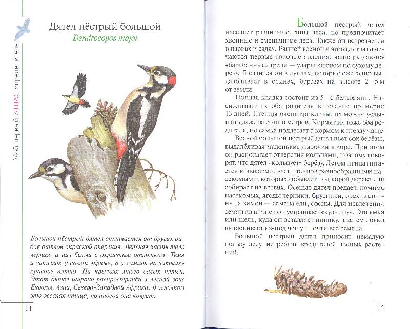 Иллюстрация 17 из 38 для Птицы леса - Бровкина, Сивоглазов | Лабиринт - книги. Источник: мамаОля