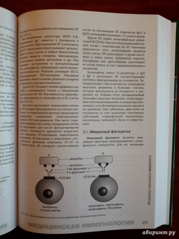 Иллюстрация 32 из 40 для Медицинская микробиология и иммунология. Учебник - Мальцев, Пашков | Лабиринт - книги. Источник: olegiv