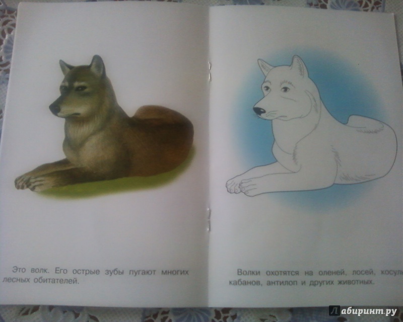 Иллюстрация 11 из 26 для Раскраска "Лесные животные" | Лабиринт - книги. Источник: Родионова  Надежда