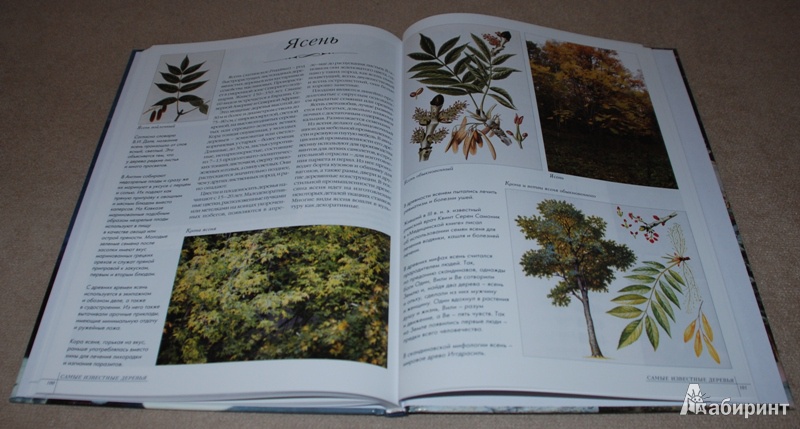 Иллюстрация 16 из 39 для Самые известные деревья | Лабиринт - книги. Источник: Книжный кот