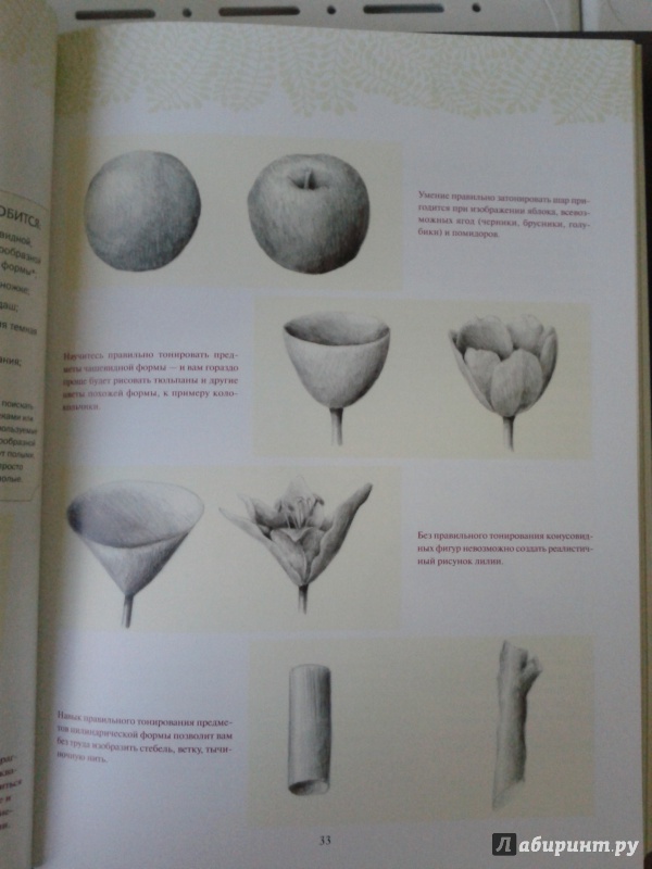 Иллюстрация 18 из 40 для Ботаническая иллюстрация - Венди Холендер | Лабиринт - книги. Источник: Бочкова Александра