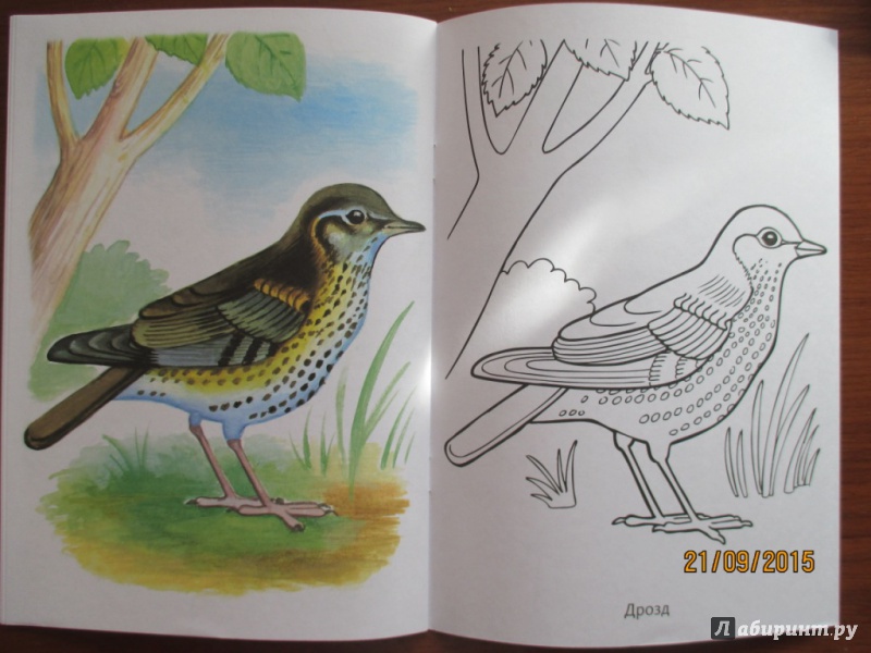 Иллюстрация 14 из 29 для Раскраска. Перелетные птицы | Лабиринт - книги. Источник: Марина Епифанцева