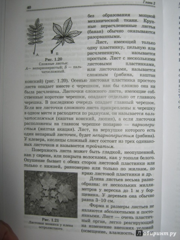 Иллюстрация 8 из 14 для Ботаника. Учебник - Брынцев, Коровин | Лабиринт - книги. Источник: Евгения39