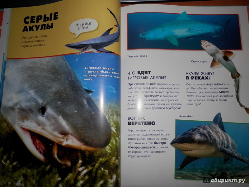 Иллюстрация 35 из 40 для Акулы | Лабиринт - книги. Источник: Клименкова  Анна Викторовна