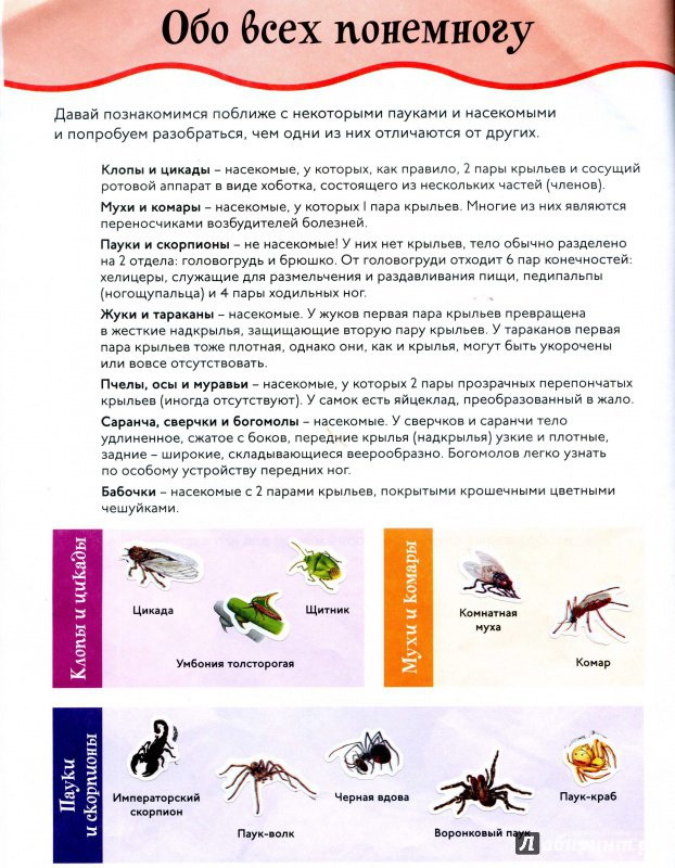 Иллюстрация 13 из 17 для Пауки и насекомые | Лабиринт - книги. Источник: Полецкая  Яна