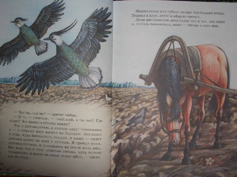 Иллюстрация 2 из 25 для Рассказы о животных - Михаил Пришвин | Лабиринт - книги. Источник: sher