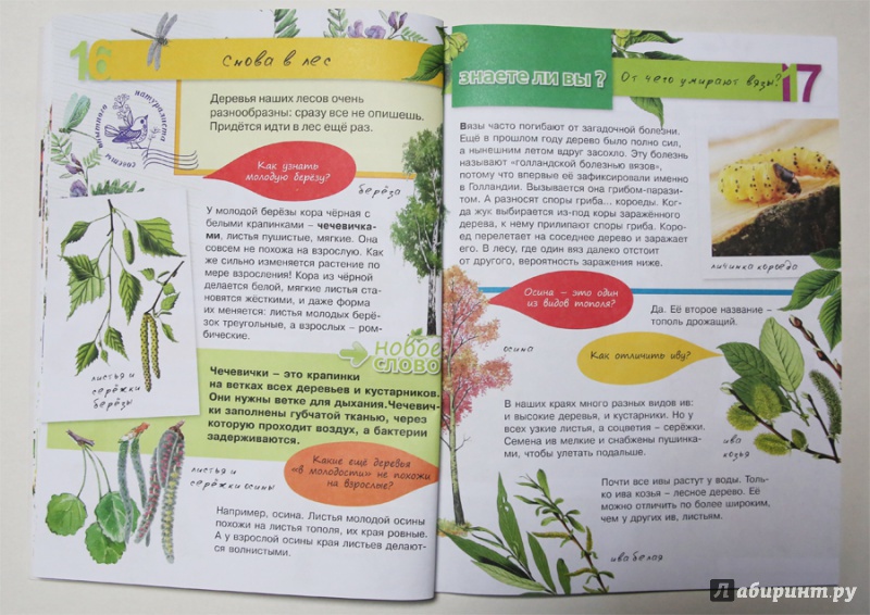 Иллюстрация 6 из 20 для Растения - Петр Волцит | Лабиринт - книги. Источник: Лукина  Мария