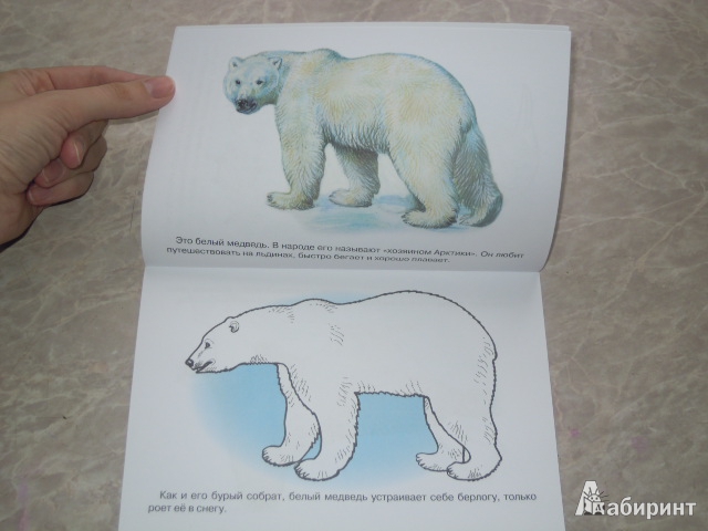 Иллюстрация 3 из 23 для Раскраска. Животные Арктики и Антарктики. | Лабиринт - книги. Источник: Iwolga