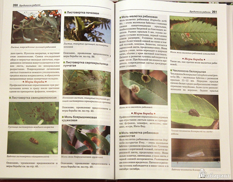 Иллюстрация 6 из 32 для Болезни и вредители плодовых растений. Атлас-определитель - Трейвас, Каштанова | Лабиринт - книги. Источник: Sysoy
