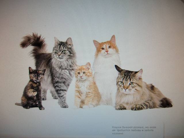 Иллюстрация 4 из 6 для Мои питомцы. Кошки (CDpc) | Лабиринт - . Источник: Лимпи