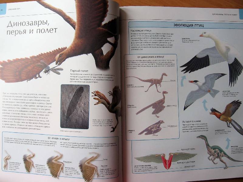 Иллюстрация 60 из 109 для Динозавры. Иллюстрированный атлас - Майкл Бретт-Шуман | Лабиринт - книги. Источник: Red cat ;)