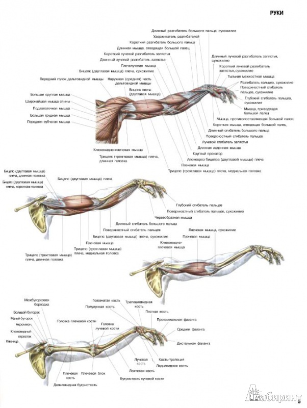 Иллюстрация 8 из 17 для Анатомия силовых упражнений для мужчин и женщин - Фредерик Делавье | Лабиринт - книги. Источник: alexss