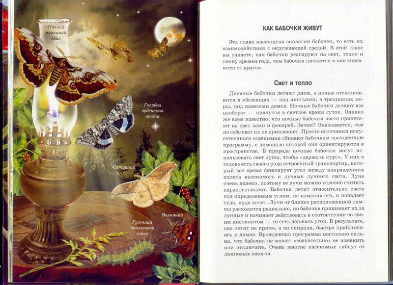 Иллюстрация 28 из 29 для Бабочки - Юлия Дунаева | Лабиринт - книги. Источник: Бетельгейзе