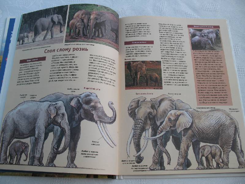 Иллюстрация 9 из 19 для Слоны - Ульрих Зедлаг | Лабиринт - книги. Источник: tayana