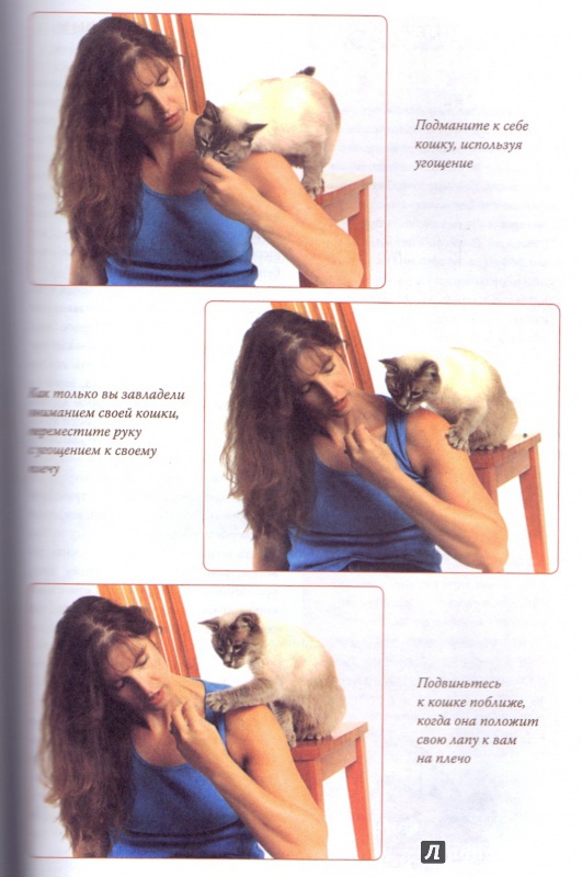 Иллюстрация 12 из 32 для Дрессируем кошку за 10 минут - Мириам Филдс-Бабино | Лабиринт - книги. Источник: ТТ