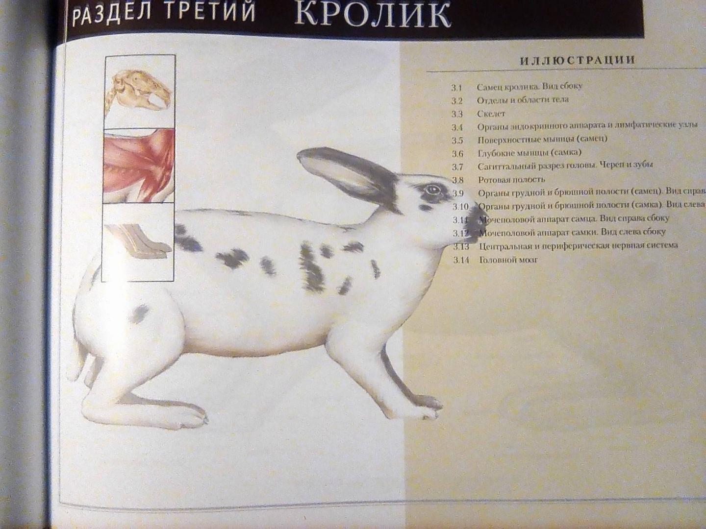 Иллюстрация 7 из 15 для Атлас анатомии мелких домашних животных - Маккракен, Кайнер | Лабиринт - книги. Источник: Irina