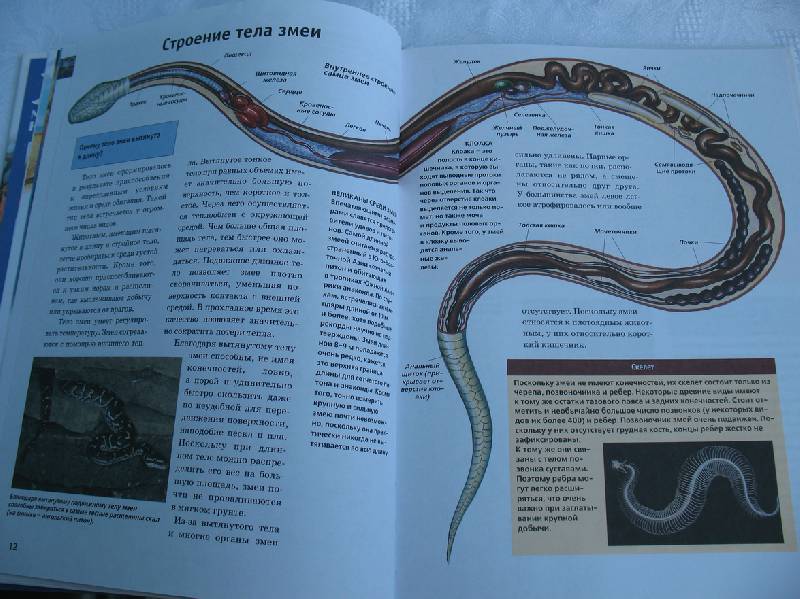 Книга про змея. Книги о змеях. Я змея книга. Книга со змеей на обложке. Книга про змей своими руками.