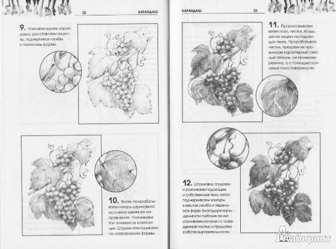 Иллюстрация 4 из 16 для Рисуем растения - Валентина Пенова | Лабиринт - книги. Источник: Низамутдинова  Олия