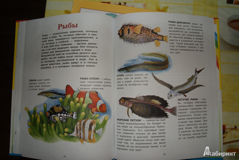 Иллюстрация 17 из 37 для Животные | Лабиринт - книги. Источник: Эрзюкова  Елена Алексеевна