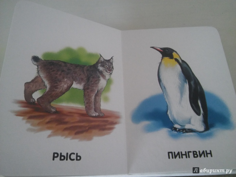 Иллюстрация 11 из 19 для Любимые животные | Лабиринт - книги. Источник: Михайлова  Ирина