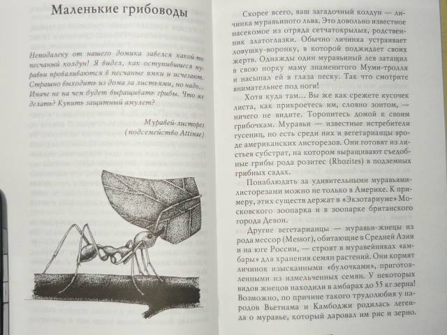 Иллюстрация 15 из 32 для Письма насекомых - Ольга Кувыкина | Лабиринт - книги. Источник: Ромашка:-)