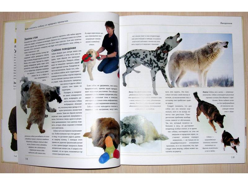 Иллюстрация 11 из 42 для Как отучить собаку от вредных привычек - Колин Теннант | Лабиринт - книги. Источник: Rocio