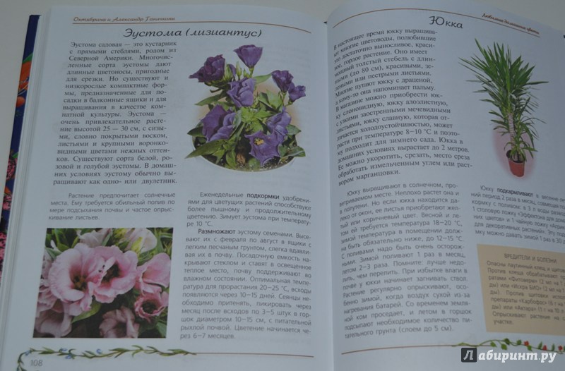 Иллюстрация 11 из 15 для Любимые домашние цветы (синяя) - Ганичкина, Ганичкин | Лабиринт - книги. Источник: OV