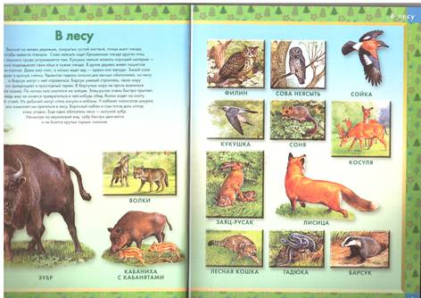Иллюстрация 5 из 5 для Удивительные животные: Словарь в картинках | Лабиринт - книги. Источник: M@_M