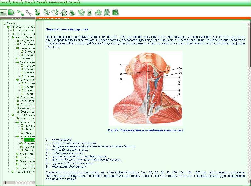 Иллюстрация 4 из 7 для Атлас анатомии человека (CD) | Лабиринт - . Источник: Рыженький