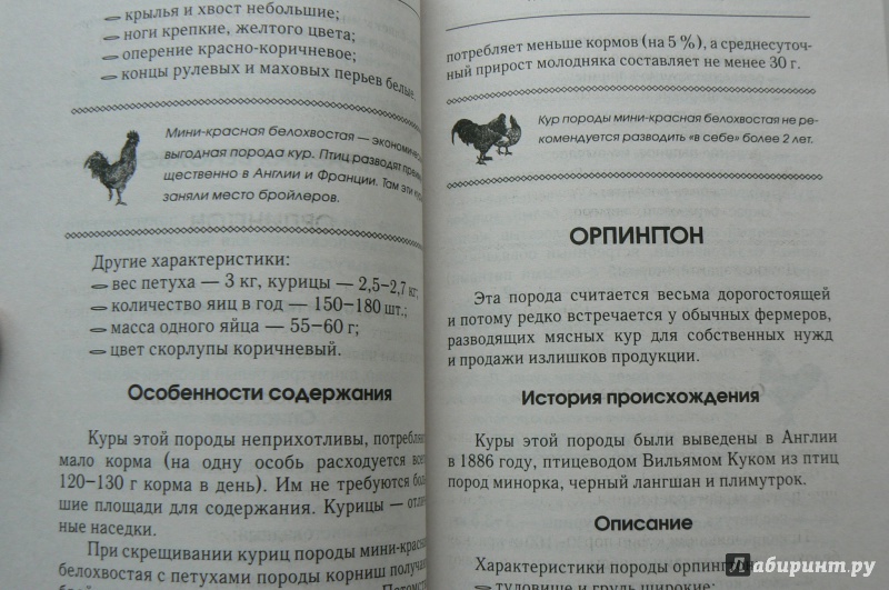Иллюстрация 15 из 16 для Куры мясных пород - Иван Балашов | Лабиринт - книги. Источник: Марина