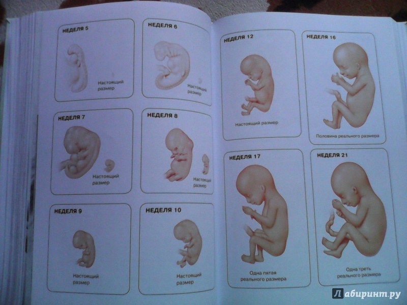 Иллюстрация 6 из 10 для Самое полное руководство по здоровой беременности от лучших акушеров и гинекологов | Лабиринт - книги. Источник: AnnaStl