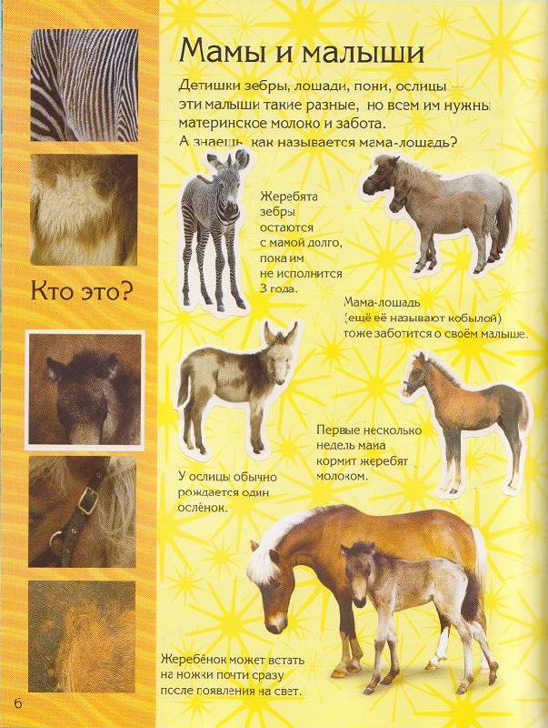 Иллюстрация 10 из 17 для Мои любимые лошадки | Лабиринт - книги. Источник: Ёжик