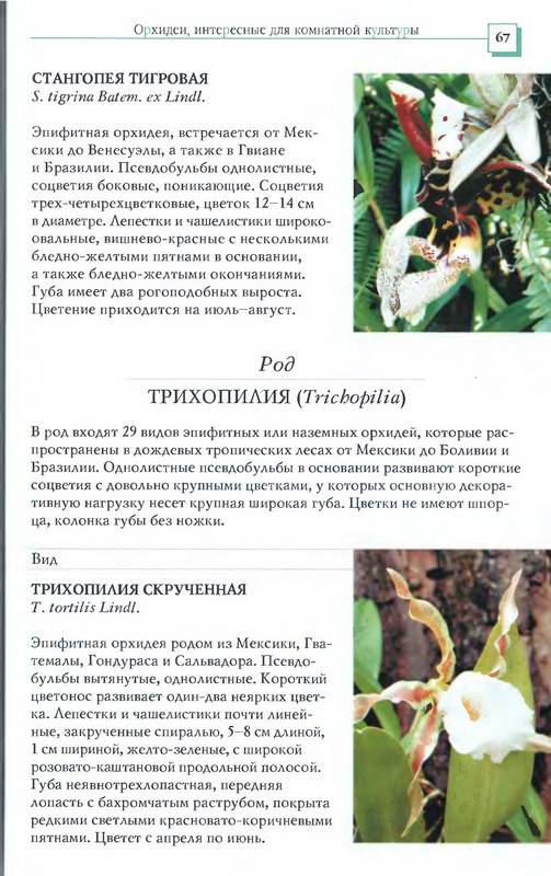 Иллюстрация 33 из 34 для Орхидеи - Коломейцева, Герасимов | Лабиринт - книги. Источник: Ялина