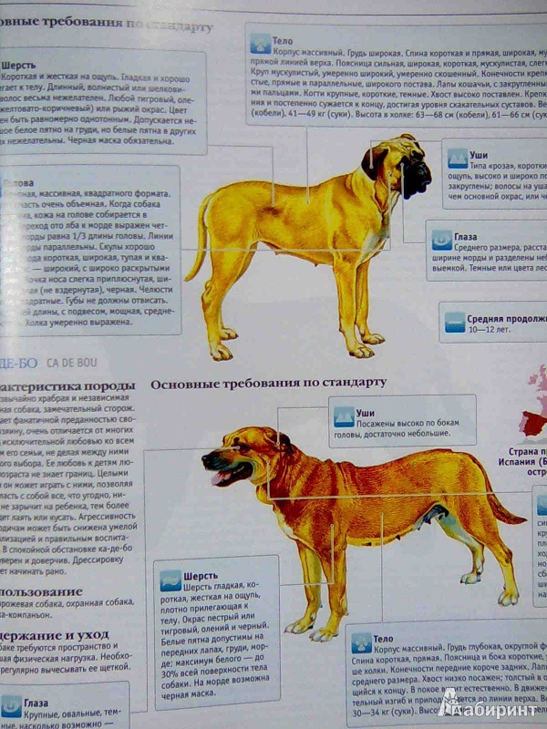 Иллюстрация 10 из 22 для Собаки | Лабиринт - книги. Источник: Салус