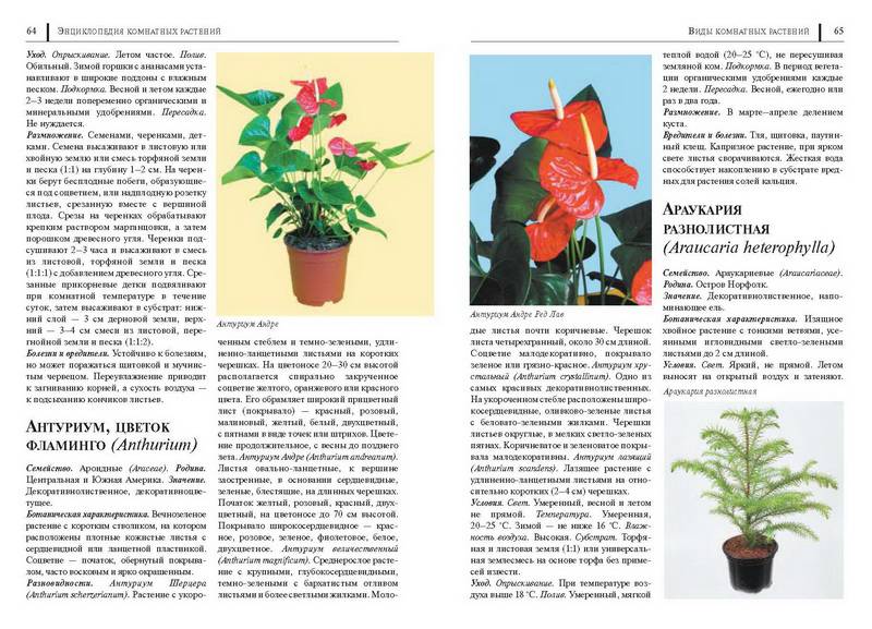 Иллюстрация 42 из 49 для Энциклопедия комнатных растений - Рак, Степура, Степура | Лабиринт - книги. Источник: Ялина