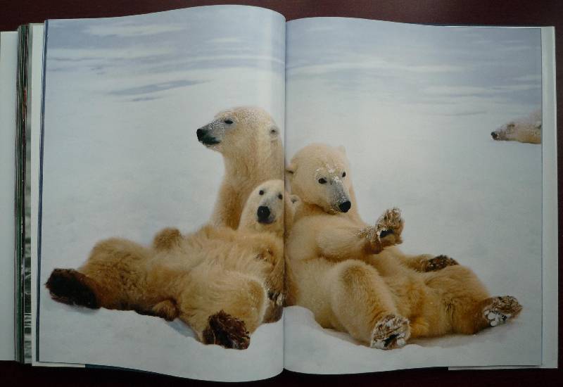 Иллюстрация 36 из 64 для Животные. Живая природа глазами фотографа - Стив Блум | Лабиринт - книги. Источник: Igra