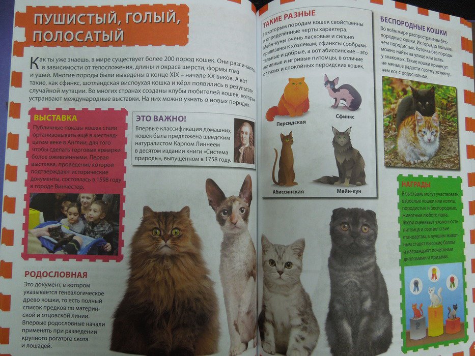 Иллюстрация 16 из 24 для Кошки и котята | Лабиринт - книги. Источник: Королева  Кристина