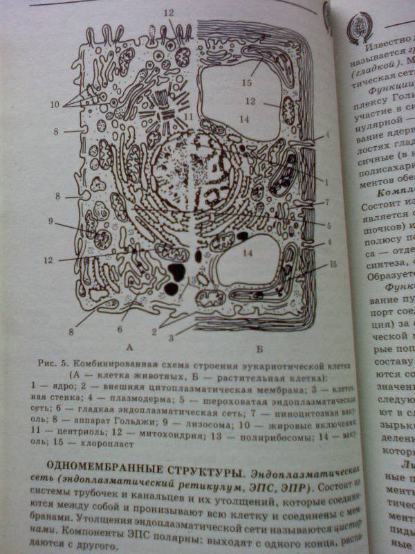 Иллюстрация 3 из 5 для Биология: справочник школьника и студента - Татьяна Заведея | Лабиринт - книги. Источник: Cherttod