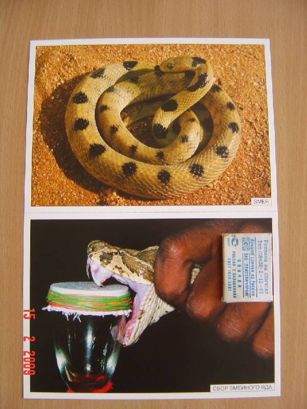Иллюстрация 3 из 10 для Мир в картинках: Рептилии и амфибии. 3-7 лет | Лабиринт - книги. Источник: Анна К.