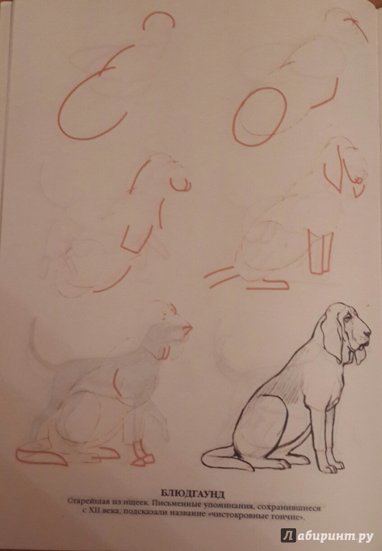 Иллюстрация 5 из 14 для Рисуем 50 собак - Ли Эймис | Лабиринт - книги. Источник: Чирков  Николай Викторович