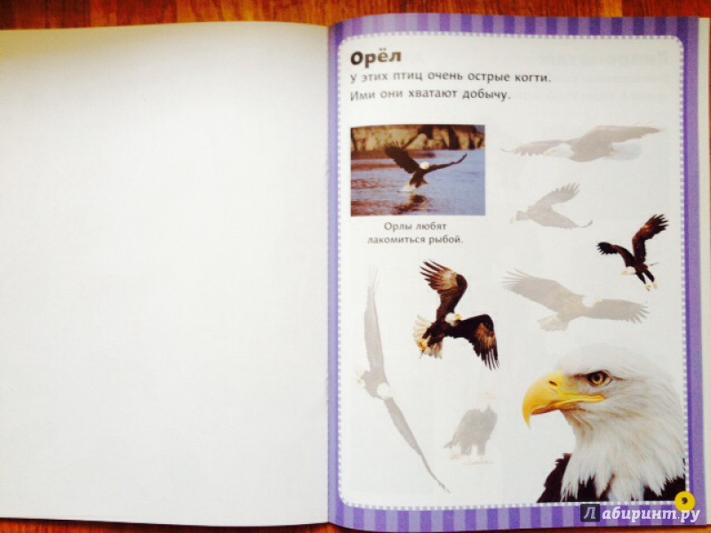 Иллюстрация 15 из 44 для Дикие животные. Наклеивай и учись | Лабиринт - книги. Источник: olkahn