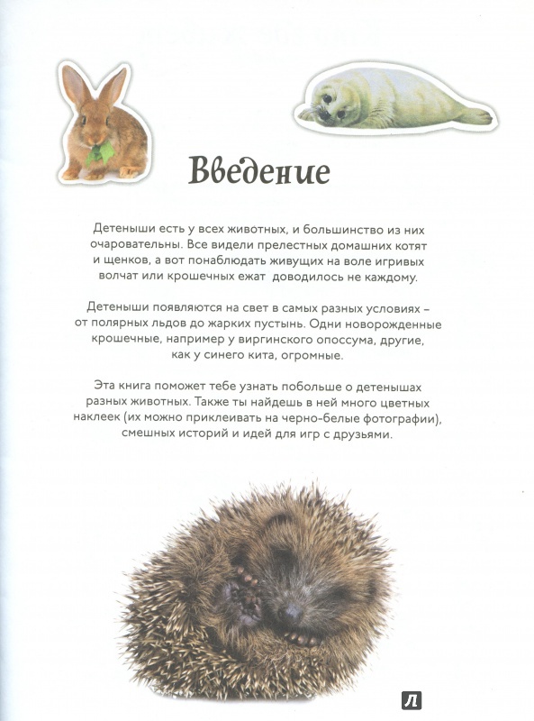 Иллюстрация 2 из 14 для Детёныши животных. Animal Planet | Лабиринт - книги. Источник: lumila