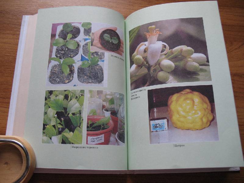 Иллюстрация 10 из 13 для Цитрусовый сад на вашем окне - Венедикт Дадыкин | Лабиринт - книги. Источник: tayana