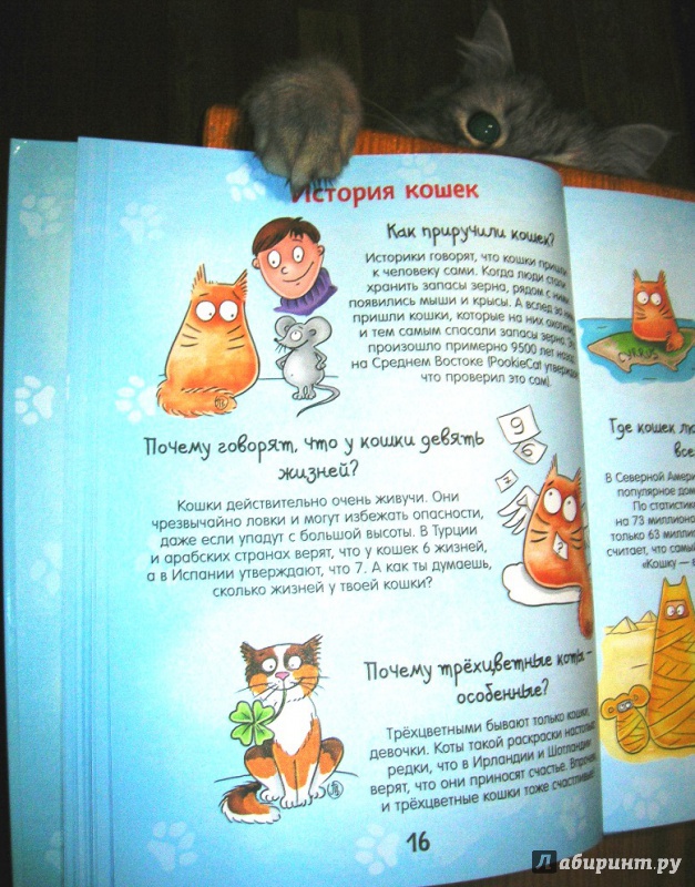 Иллюстрация 16 из 28 для Почему кот мурлычет и ещё 100 ответов на детские "почему" про кошек от PookieCat - Брюгген Ван | Лабиринт - книги. Источник: Beloschka