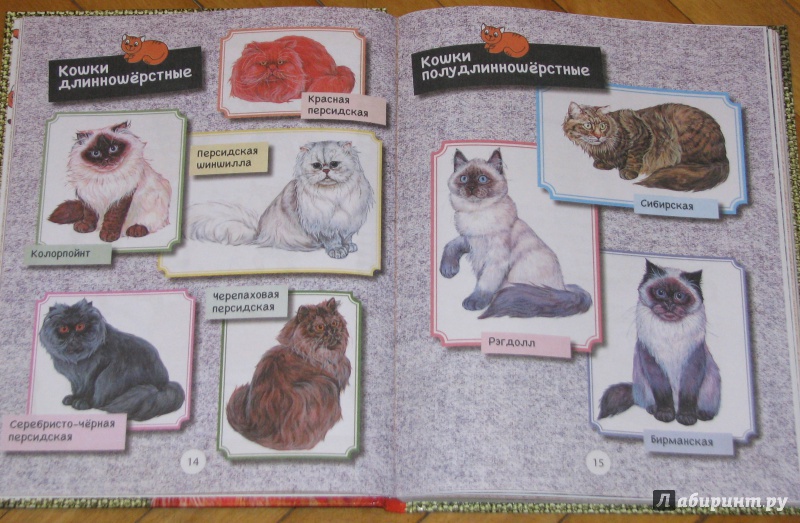 Иллюстрация 16 из 30 для Большая книга про кошек - Зощенко, Яснов, Токмакова | Лабиринт - книги. Источник: Штерн  Яна