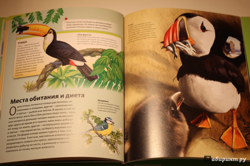Иллюстрация 12 из 16 для Птицы | Лабиринт - книги. Источник: AL980