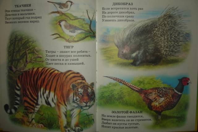 Иллюстрация 5 из 16 для Атлас животного мира - Владимир Степанов | Лабиринт - книги. Источник: Настёна