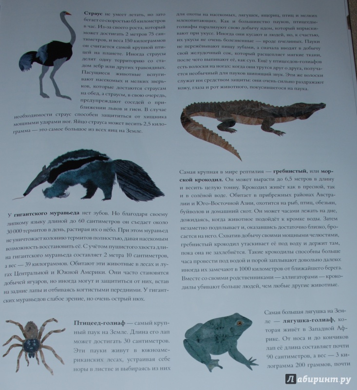 Иллюстрация 39 из 84 для Сравни! Животные в натуральную величину - Стив Дженкинс | Лабиринт - книги. Источник: Книжный кот