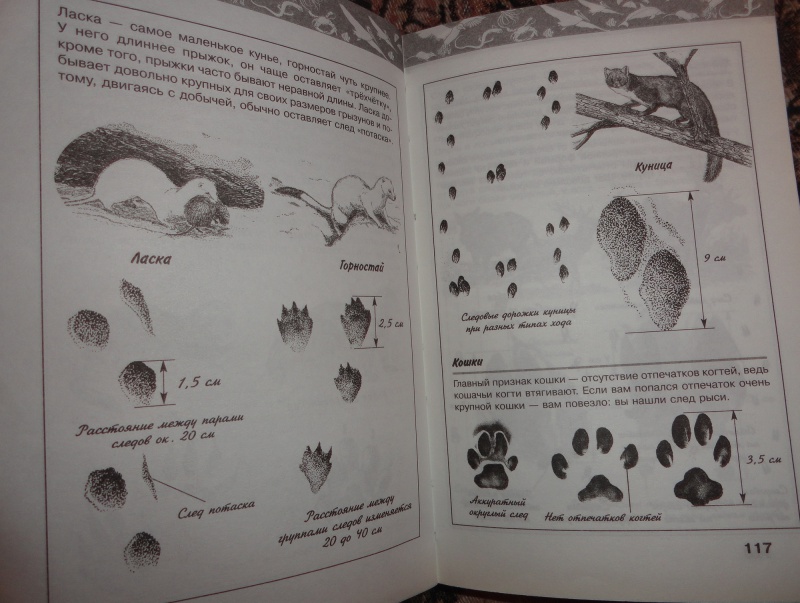 Иллюстрация 12 из 41 для Жизнь животных | Лабиринт - книги. Источник: Mylt