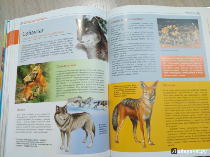 Иллюстрация 20 из 27 для Животные: птицы и звери | Лабиринт - книги. Источник: Тайна